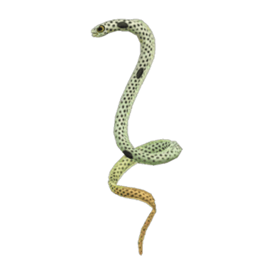Spotted Garden Eel