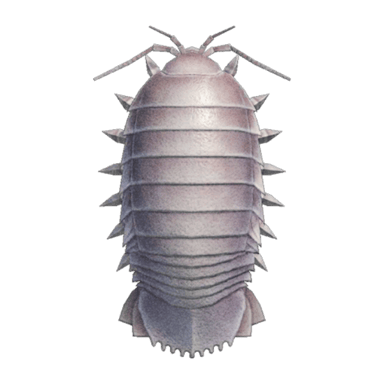 Giant Isopod