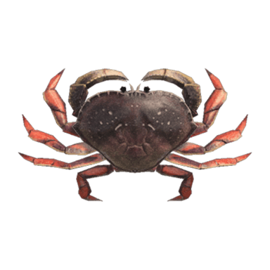 Dungeness Crab