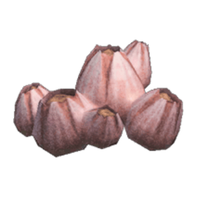 Acorn Barnacle
