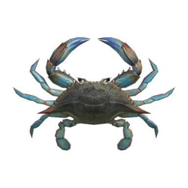 Gazami Crab