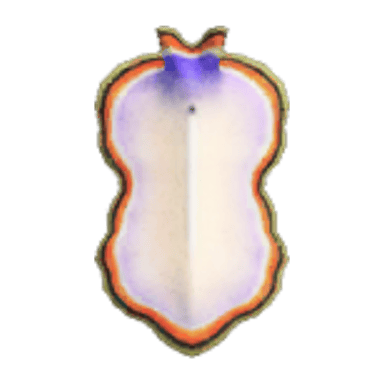 Flatworm