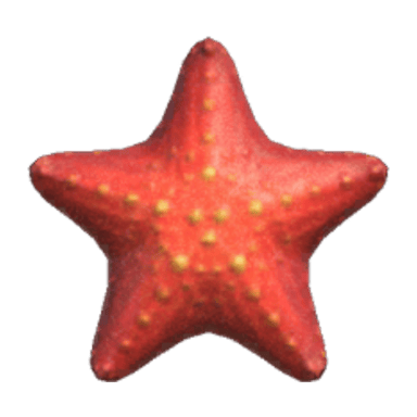 Sea Star