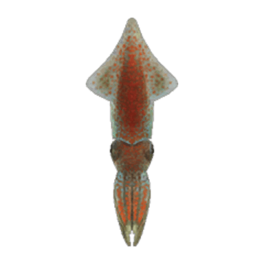 Firefly Squid