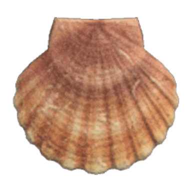 Scallop