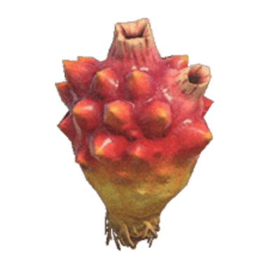 Sea Pineapple
