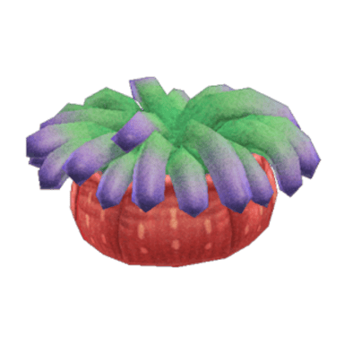 Sea Anemone