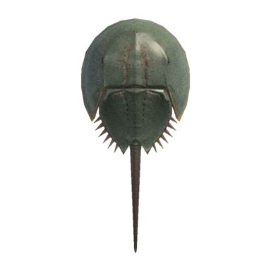 Horseshoe Crab