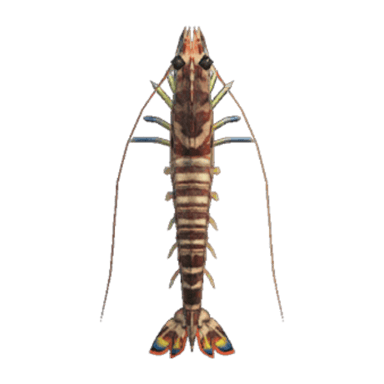 Tiger Prawn
