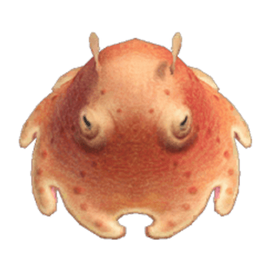 Umbrella Octopus