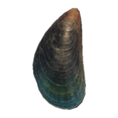 Mussel
