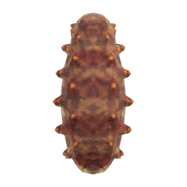 Sea Cucumber