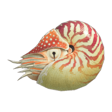 Chambered Nautilus
