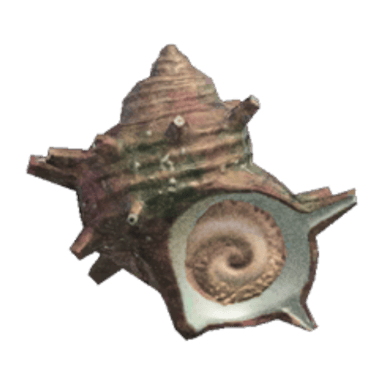 Turban Shell