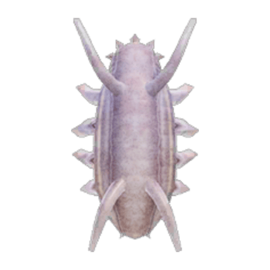 Sea Pig