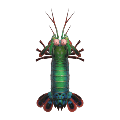 Mantis Shrimp