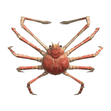 Spider Crab