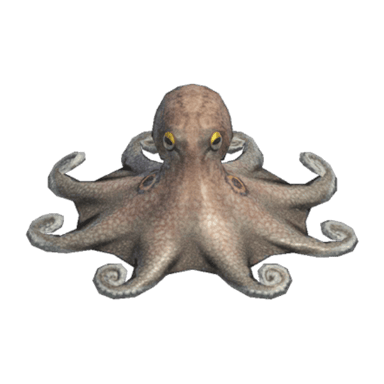 Octopus