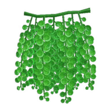 Sea Grapes