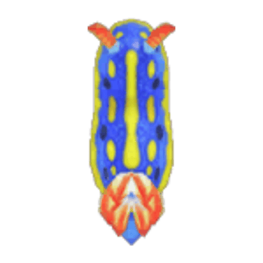 Sea Slug