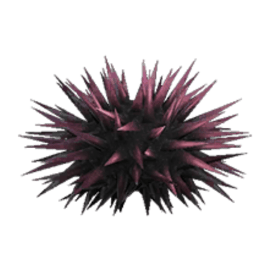 Sea Urchin