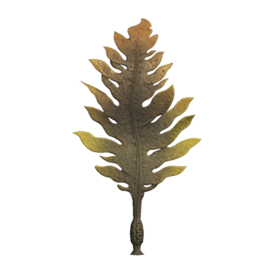 Seaweed