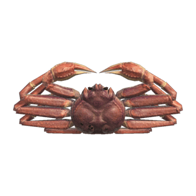 Snow Crab