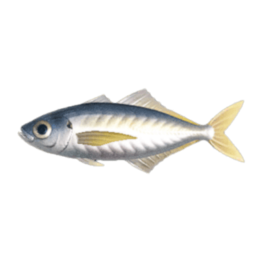 Horse Mackerel