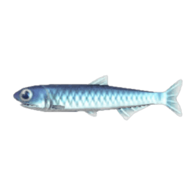 Anchovy