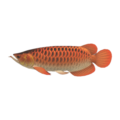 Arowana