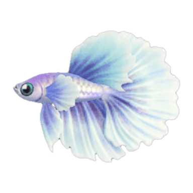 Betta