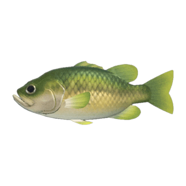 Black Bass