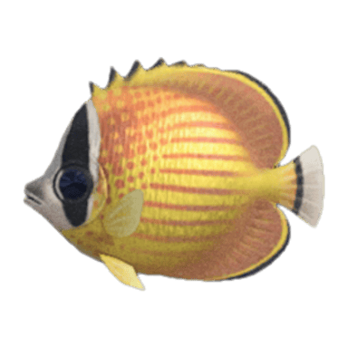 Butterfly Fish
