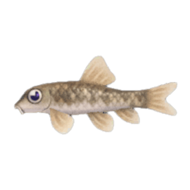 Nibble Fish