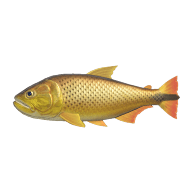 Dorado