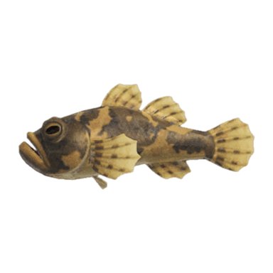 Freshwater Goby