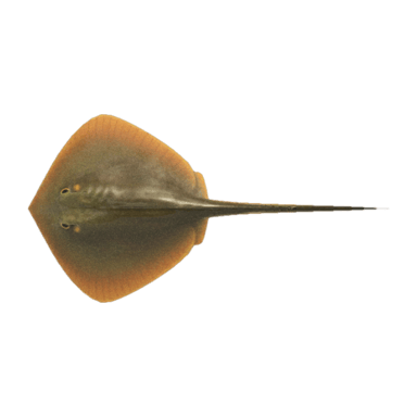 Ray