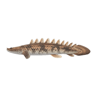 Saddled Bichir