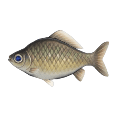 Crucian Carp