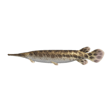 Gar