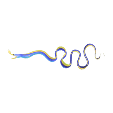 Ribbon Eel
