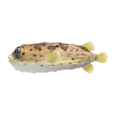 Puffer Fish