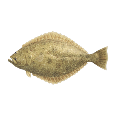 Olive Flounder