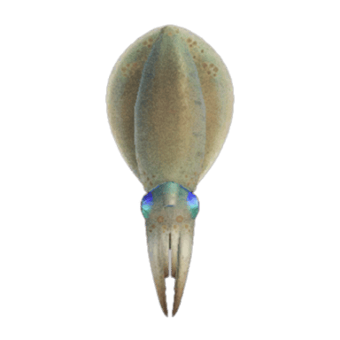 Squid