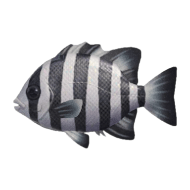 Barred Knifejaw