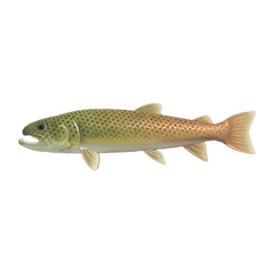 Stringfish