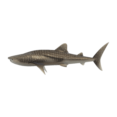 Whale Shark