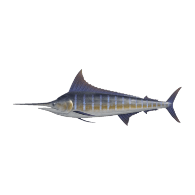 Blue Marlin