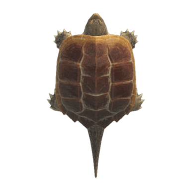Snapping Turtle