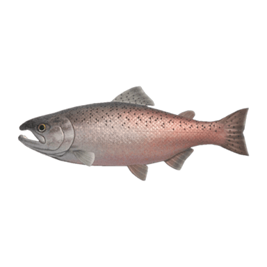 King Salmon